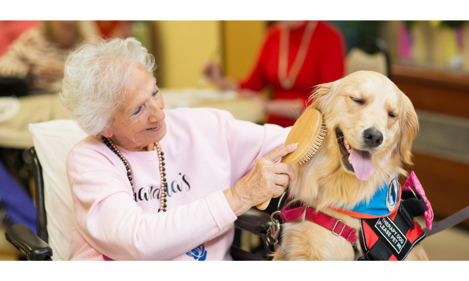 A Woman Brushing a Therapy Dog